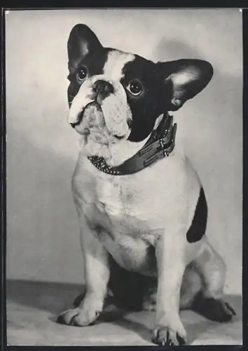 AK Portrait einer aufmerksamen Bulldogge