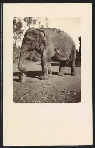 AK Elefant trägt einen Eimer