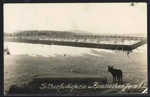 AK Benneckenstein i. Harz, Silberfuchsfarm im Winter