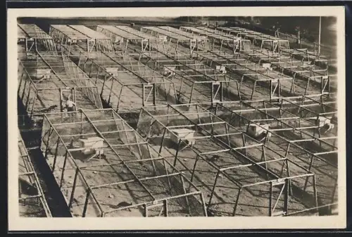 AK Altglashütten i. Hochschwarzwald, Gehe der Silberfuchsfarm Excelsior