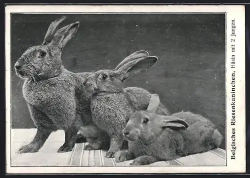 AK Drei Belgische Riesenkaninchen mit zwei Jungtieren
