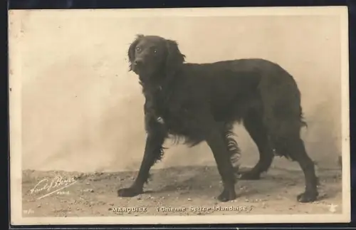 AK Schwarzer Irish Setter