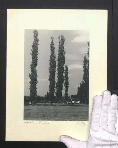 Fotografie W. Seeger, Ansicht Fritzlar, Blick auf die Pappelbäume