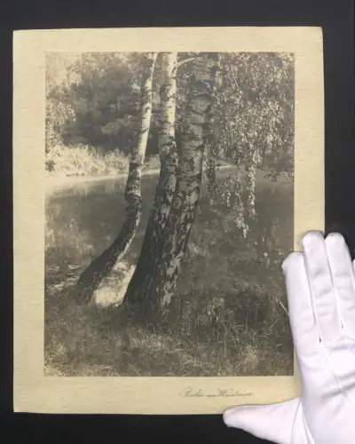 Fotografie Schnappschuss Birken am Weidensee, Stimmungsbild