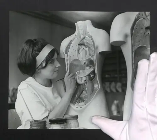 Fotografie Helmut Raddatz, Berlin, Biologiemodellmacherin bemalt Organe eines Anatomischen Körpers, Grossformat 26 x 22cm