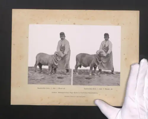 Fotografie Fotograf unbekannt, Rambouillet Bock, mit Besitzer Rittergutbesitzer Hugo Kaiser aus Neukirchen-Deutschenbora