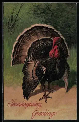 AK Truthahn auf einer Wiese, Thanksgiving