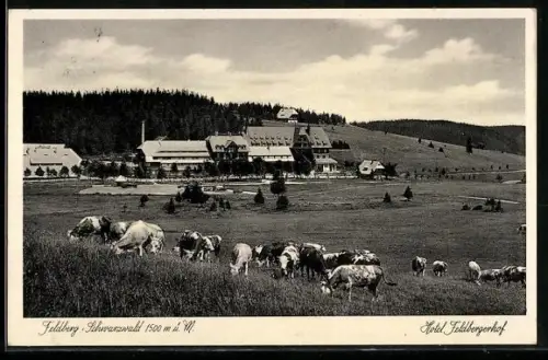 AK Feldberg /Schwarzwald, Hotel Feldbergerhof, Weide mit Kühen
