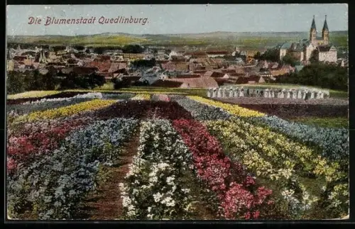AK Quedlinburg, Blumenfelder und Stadtansicht mit Stiftskirche