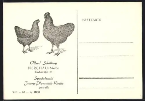 AK Nerchau, Alfred Schilling Kirchstrasse 25, Spezialzucht Zwerg-Plymouth-Rocks gestreift