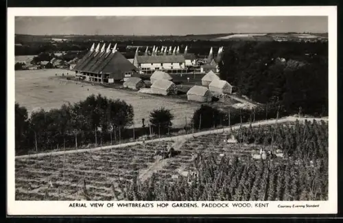 AK Paddock Wood, Whitbread`s Hop Gardens, Aerial View