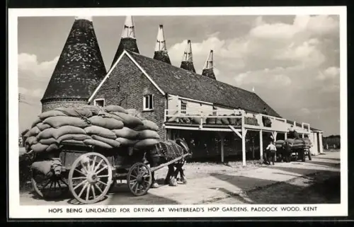 AK Paddock Wood, Hops being unloaded for drying at Whitbread`s Hop gardens