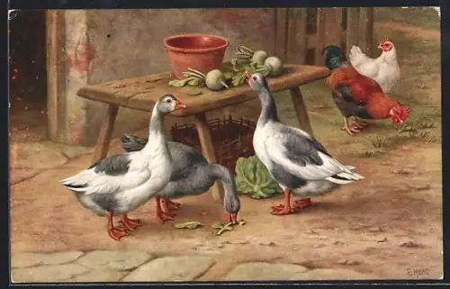 AK Gänse und Hühner im Hof, Rüben, Salat