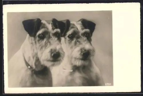 AK Zwei Foxterrier