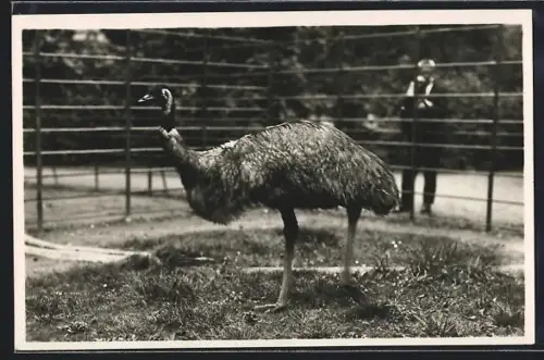 AK Karlsruhe, Tierpark, Emu