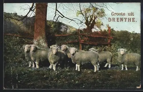 AK Drenthe, Schafe auf der Weide