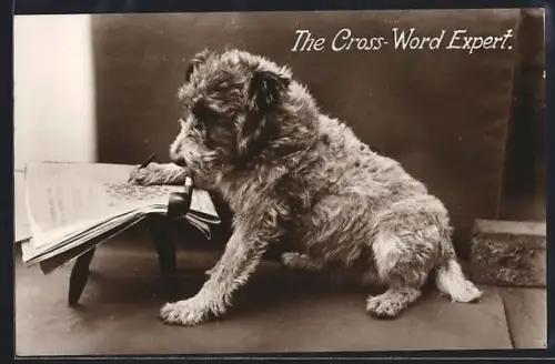 AK Terrier bearbeitet ein Kreuzworträtsel