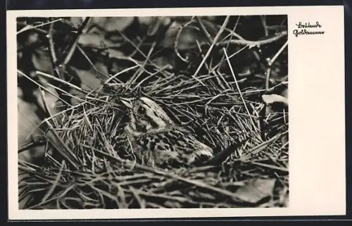 AK Brütender Goldammer