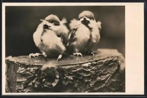 AK Junge Kohlmeisen
