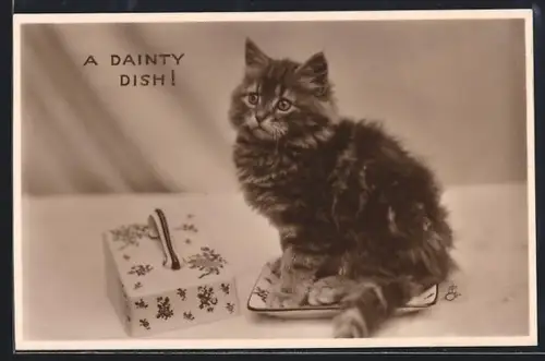 AK A Dainty Dish, Cat