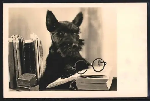 AK Scotch Terrier als Leseratte mit Brille