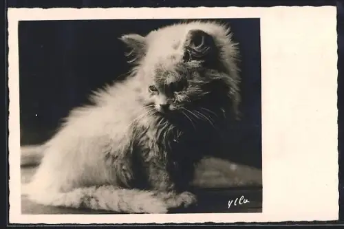 AK Katzenbaby, Portrait