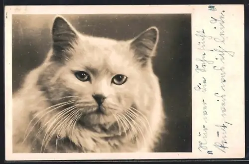 AK Weisse Katze, Portrait