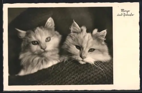 AK Mieze und Peterle, Katzenportrait