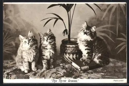 AK The Three Graces, Cats