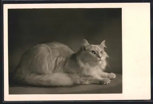 AK Weisse Katze blickt nach oben