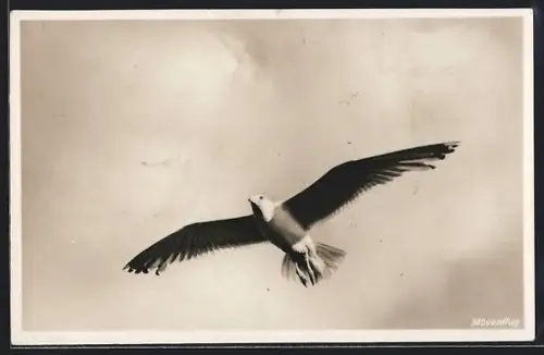 AK Möwe im Flug