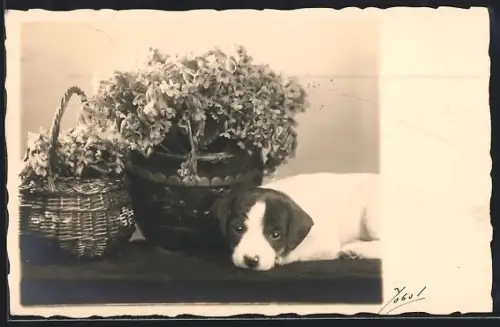 AK Liegender kleiner Hund neben Blumen