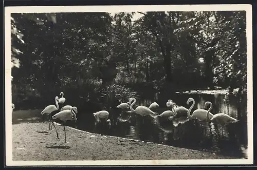 AK Hamburg-Altona-Stellingen, Hagenbeck`s Tierpark, Flamingos am japanischen Weiher