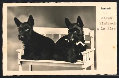 AK Zwietracht, Zwei Yorkshire-Terrier