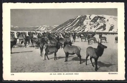 AK Jackson Hole, An Elk Herd In Jackson Hole