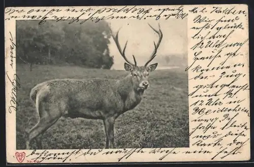 AK Hirsch auf einem Feld