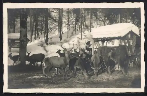 AK Wildfütterung im Winter