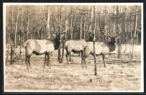 AK Drei Elche am Waldrand