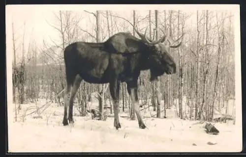 AK Elch am Waldrand im Winter