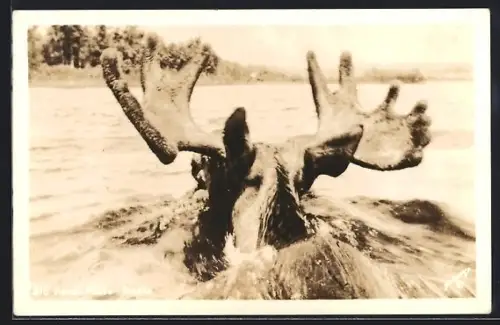 AK Alaska, Swimming Kenai Moose