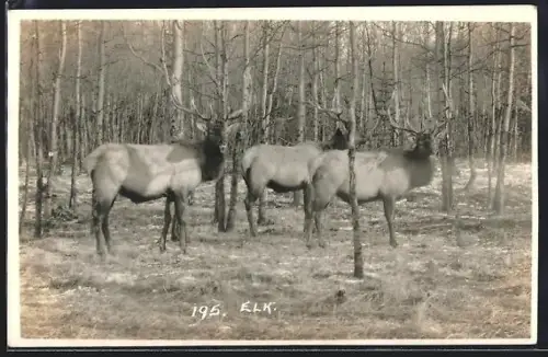AK Three Elk
