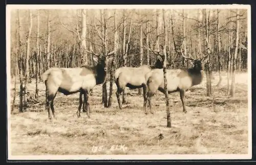 AK Drei Elche auf einer Waldlichtung