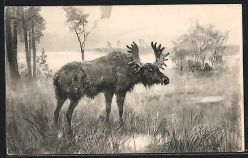 AK Elch in Auenlandschaft