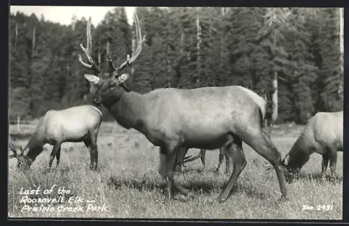 AK Prairie Creek Park, Last of the Roosevelt Elk