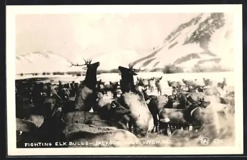 AK Jackson Hole, Wyoming, Fighting Elk Bulls