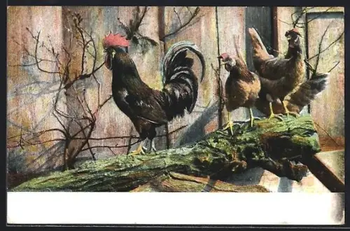 AK Hühner u. Hahn an der Stallwand im Sonnenschein