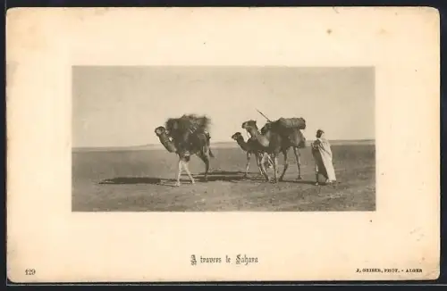 AK A travers le Sahara, Chameaux