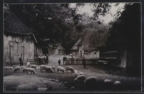 Foto-AK Hermannsburg, Bauernhof mit Schweinen