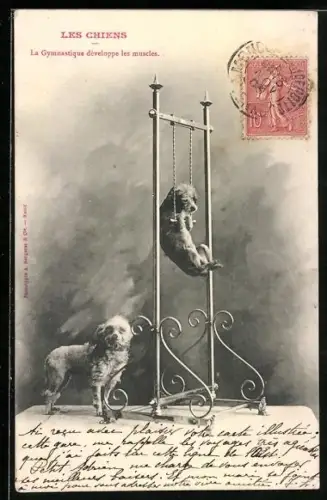 AK Zwei Hunde am Trapez, Dressur