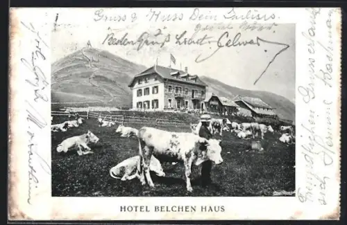 AK Belchen /Schwarzwald, Hotel Belchen Haus, Besitzer J. Stiefvater, Kühe